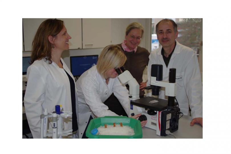 Verena Schöwel, Janine Kieshauer, Simone Spuler und Andreas Marg (von links nach rechts) entwickeln ein Zelltherapeutikum aus primären humanen Muskelstammzellen.”