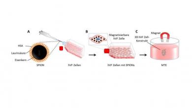 Schematische Darstellung von Magnetischem Tissue Engineering (MTE): A) Superparamagnetische Eisenoxid Nanopartikel (SPION) Aufnahme; B) magnetische Zellhybride; C) 3D Stimmlippenzell-Konstrukt
