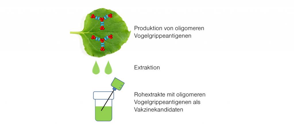 Produktion von Vogelgrippeantigenoligomeren in N. benthamiana-Blättern. Hämagglutininoligomere (Nukleinsäure-freie Proteine) von Vogelgrippevarianten werden durch transiente Expression in Blättern von Nicotiana benthamiana produziert und extrahiert.