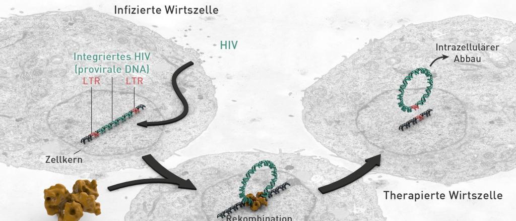 „Wirkweise der HIV-spezifischen Rekombinase Brec1. HIV integriert seine provirale DNA in das menschliche Erbgut. Brec1 rekombiniert die viralen LTR-Bereiche und entfernt dadurch die HIV-Gene, welche in der Zelle abgebaut werden.