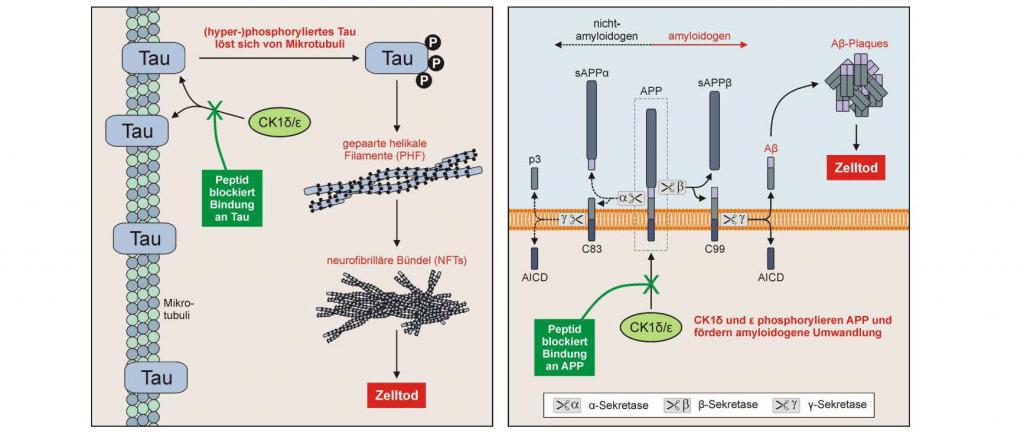 Mithilfe spezifischer Peptide kann die Bindung der Enzyme CK1δ und CK1ε an das Tau- und/oder Amyloid-Vorläuferprotein blockiert werden und charakteristische Schäden durch Ablagerung von Tau- und Beta-Amyloid-Protein werden verringert.