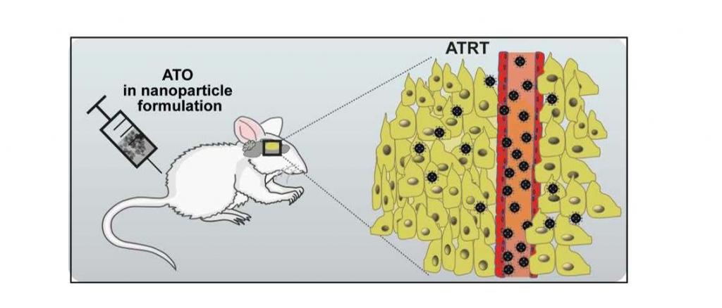 Arsenic trioxide (ATO) in nanoparticle formulation for treatment of sonic hedgehog activated atypical teratoid rhabdoid tumors (ATRT)