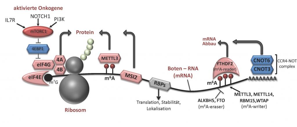 Role of RNA-binding proteins (RBP) in the translation and stability of mRNAs. 