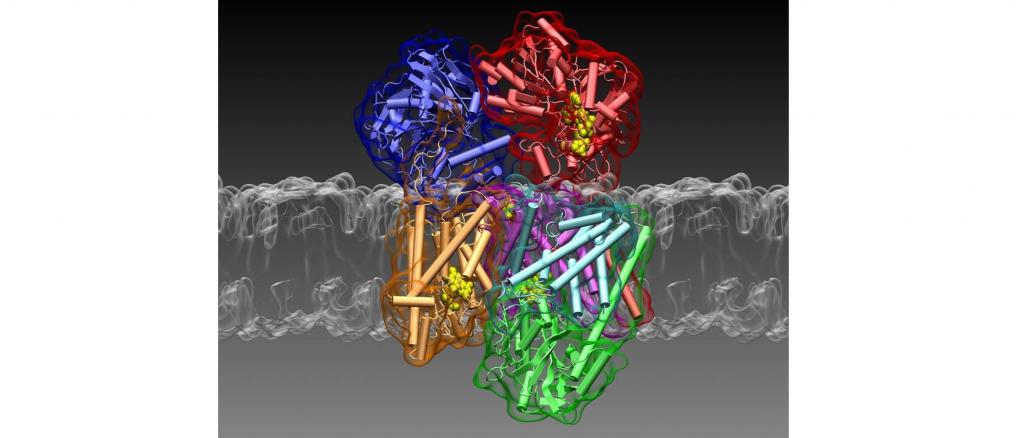 Three-dimensional Structure of the Na+ -Pump NQR