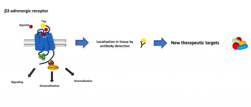 Localization and regulation of endogenous β2-adrenergic receptors ...