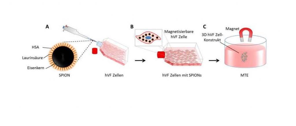 Schematische Darstellung von Magnetischem Tissue Engineering (MTE): A) Superparamagnetische Eisenoxid Nanopartikel (SPION) Aufnahme; B) magnetische Zellhybride; C) 3D Stimmlippenzell-Konstrukt