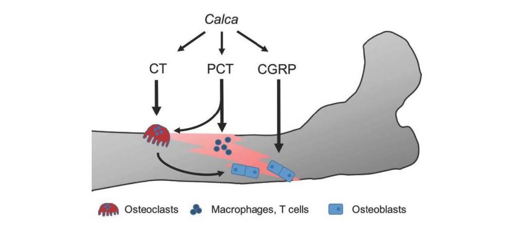 Graphical overview of expected targets of Calca-derived peptides in the fracture callus.