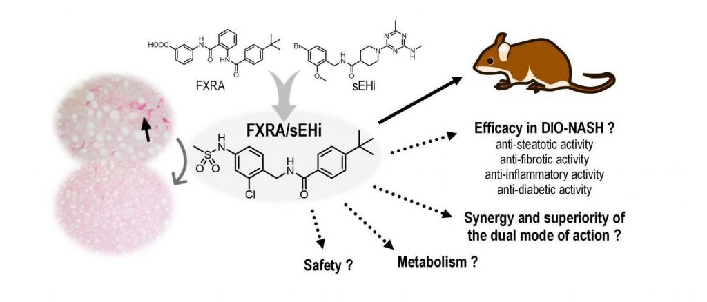 The dual farnesoid X receptor and soluble epoxide hydrolase modulator (FXRA/sEHi) was designed by rational pharmacophore fusion and is currently evaluated for (synergistic) efficacy and improved safety in preclinical studies.