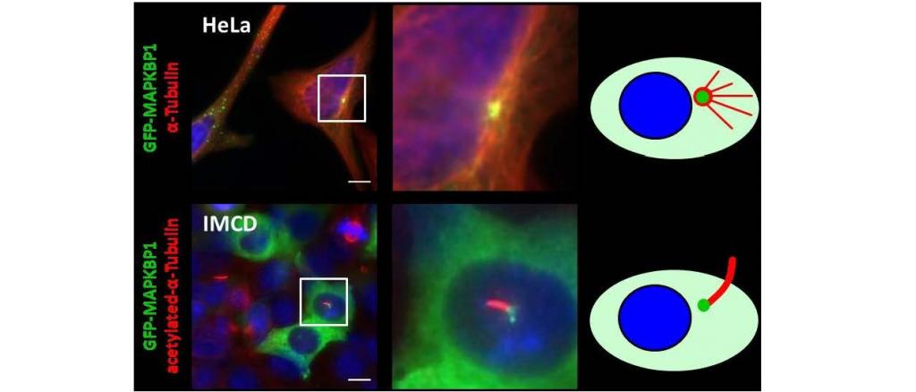 Centrosomal and ciliary localization of GFP-MAPKBP1