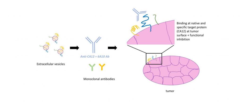 Monoclonal antibodies, like 6A10 targeting the protein CA12, can be generated by extracellular vesicles. These antibodies are specific for tumor-associated factors and can therefore bind to tumor cells.