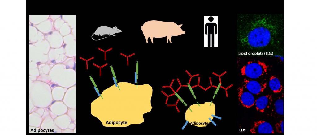 LRIG2 will be inhibited by monoclonal antibodies what decreases lipid retention in adipocytes and reduces fat tissues. Investigations will be done in mice, pigs, and humans.