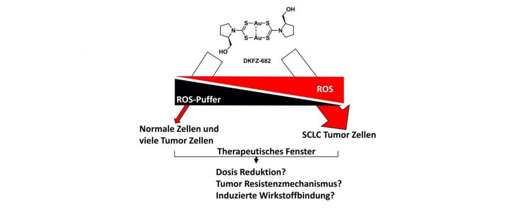 DKFZ-682 ist ein neuer Inhibitor des durch Thioredoxin regulierten Redox-Puffer-Systems. Dieses ist in SCLC besonders instabil und ermöglicht so die Selektivität des Wirkstoffes. Das Projekt fördert die Therapieoptimierung im Tumormodell.