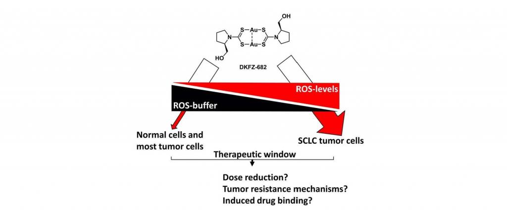 DKFZ-682 is a new inhibitor of the redox-buffer system regulated by thioredoxin. This system is particularly unstable in SCLC and thus enables the selectivity of the drug. The project promotes therapy optimization in a tumor model.