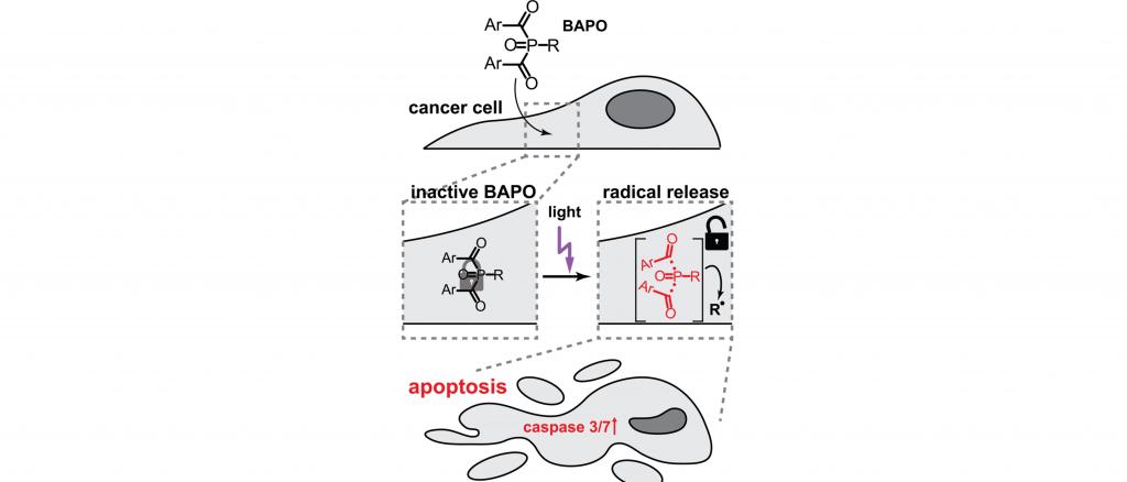 Image: Mode of action of BAPOs