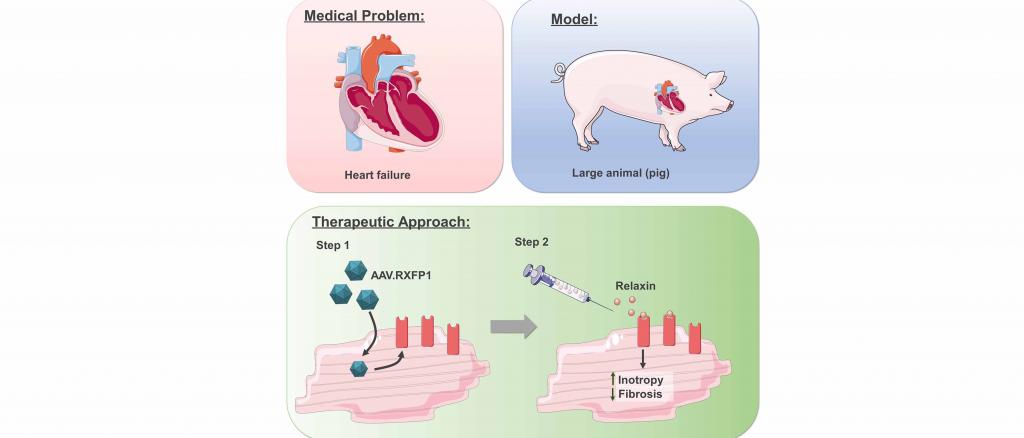 The Relaxin Receptor 1 for Treatment of Heart Failure | Else  Kröner-Fresenius-Stiftung